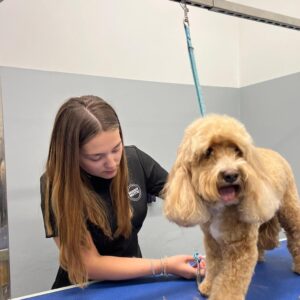Harriot, a staff member at Muddy Mutts grooming a dog