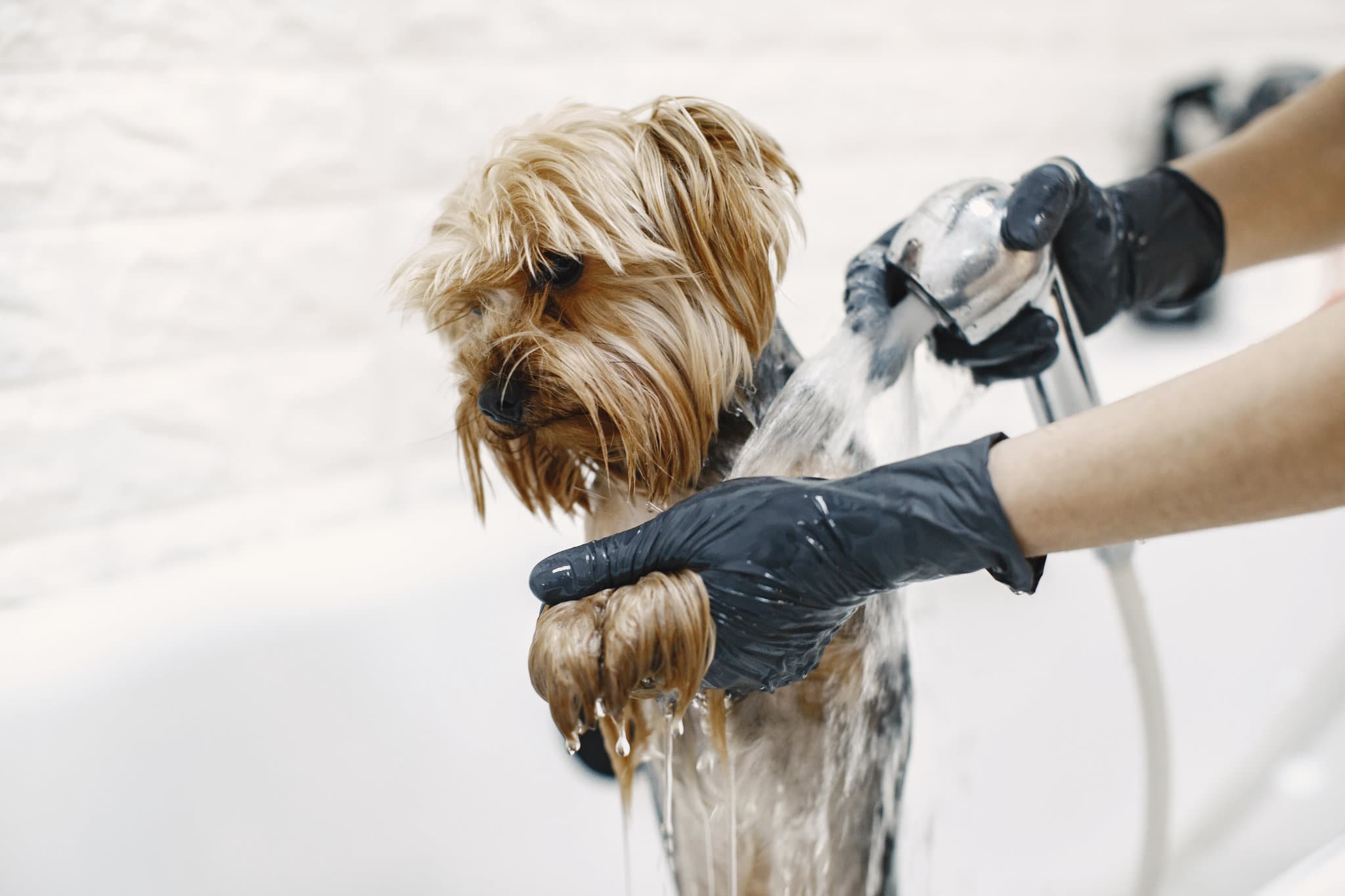 The ABCs of a Proper Dog Bath - dog groomer giving dog a bath