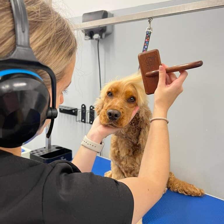 Louisa, a member of staff at Muddy Mutts brushing the fur of a brown dog