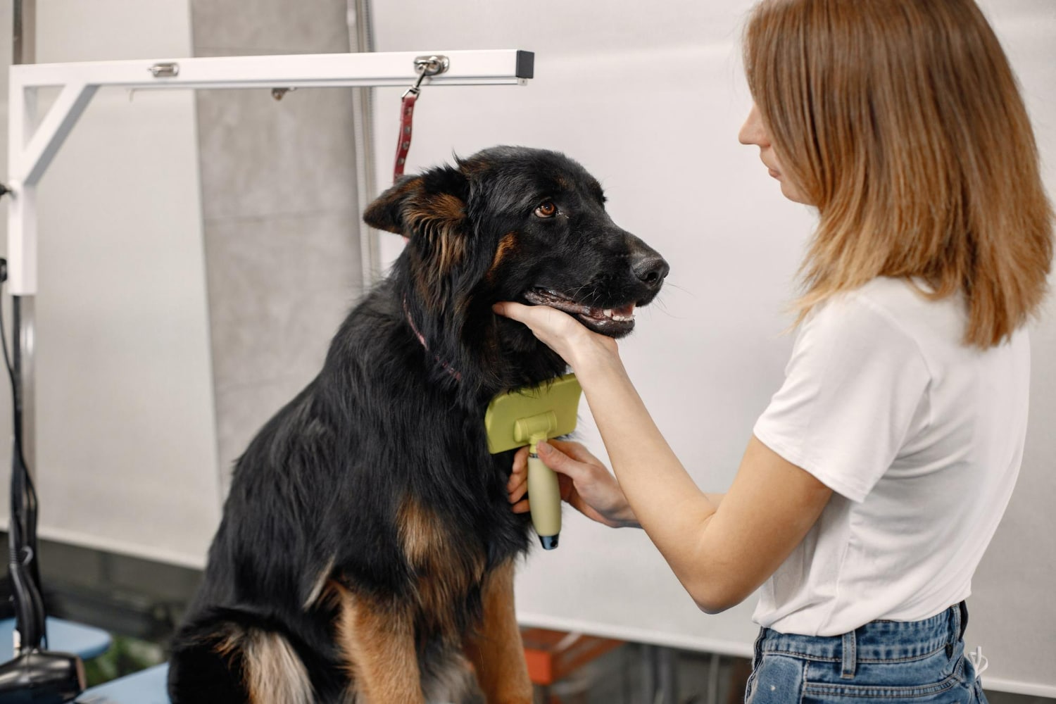a dog groomer grooming a dog