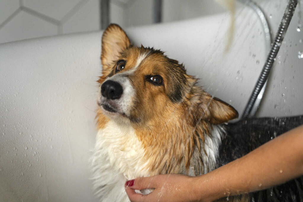 washing pet dog home 2 1