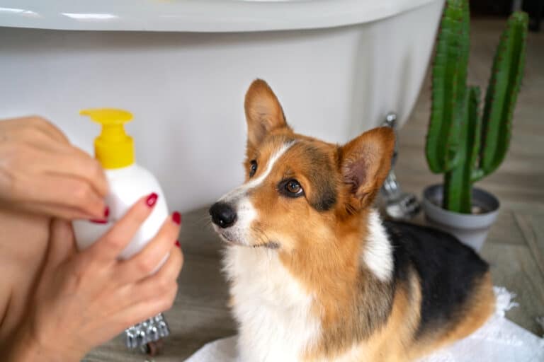 a dog groomer about to wash a dog