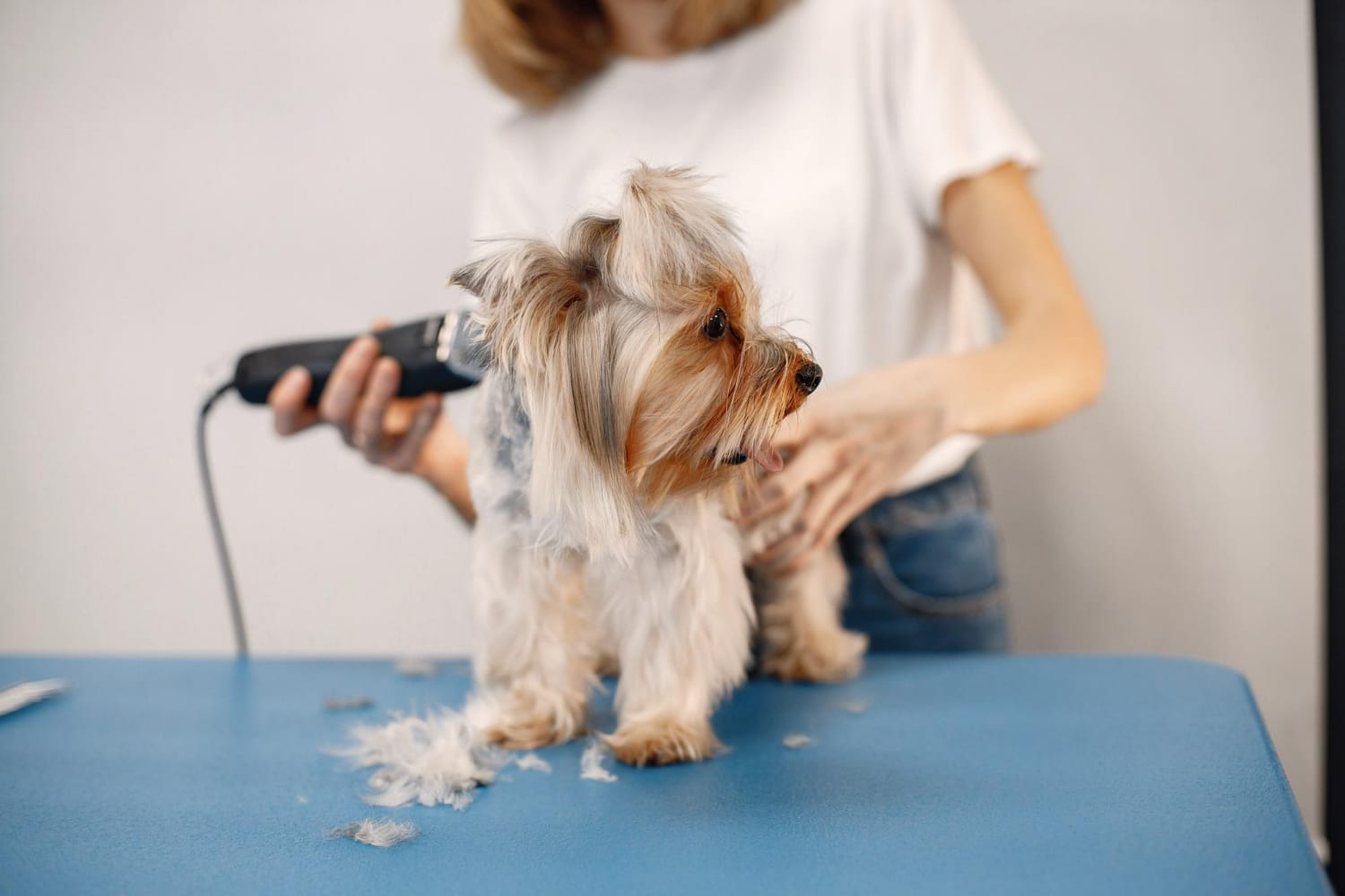 a dog groomer trimming the fur of a puppy