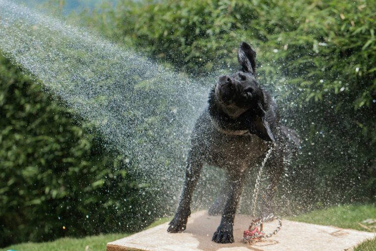Splish, Splash, Woof: The ABCs of a Proper Dog Bath