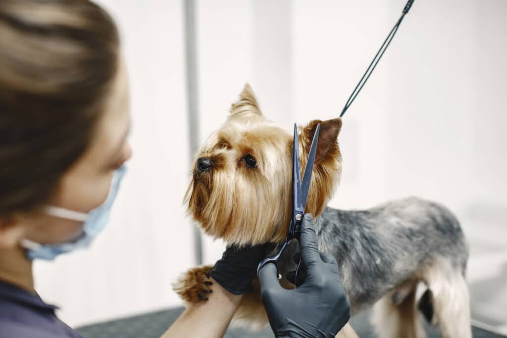 a local dog groomer cutting a dog's hair near the ear area