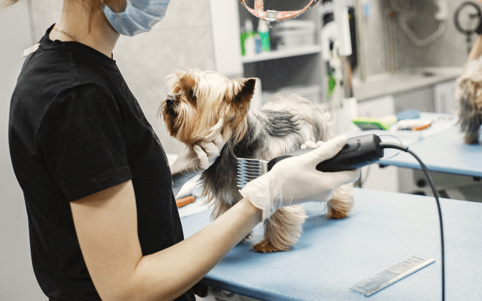 dog haircuts - a dog being groomed by a dog groomer