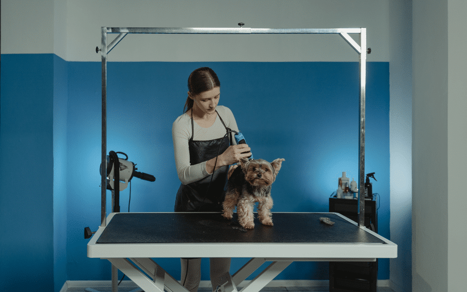 dog haircuts - a dog being groomed by a professional dog groomer at a dog grooming salon