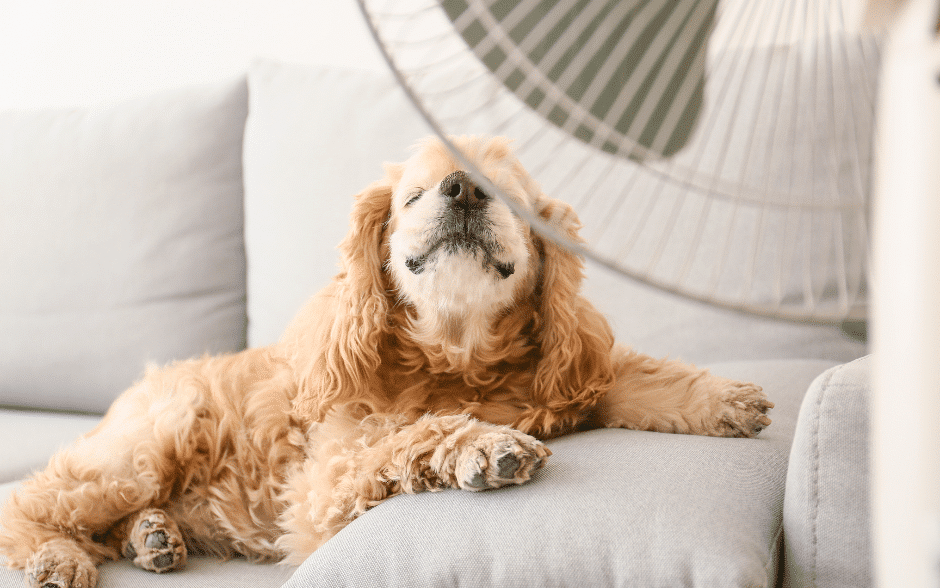 dog haircuts - a dog infront of a fan