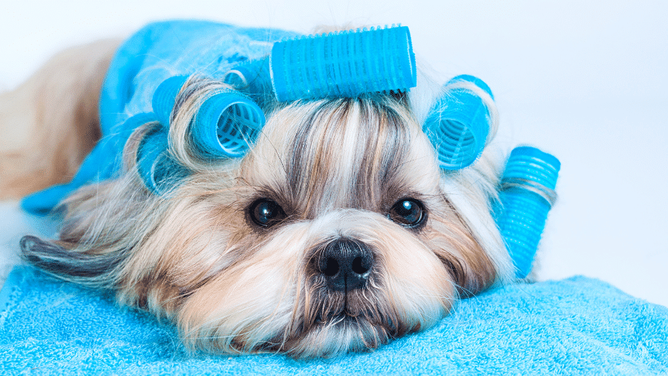 dog haircuts - a dog with hair rollers on