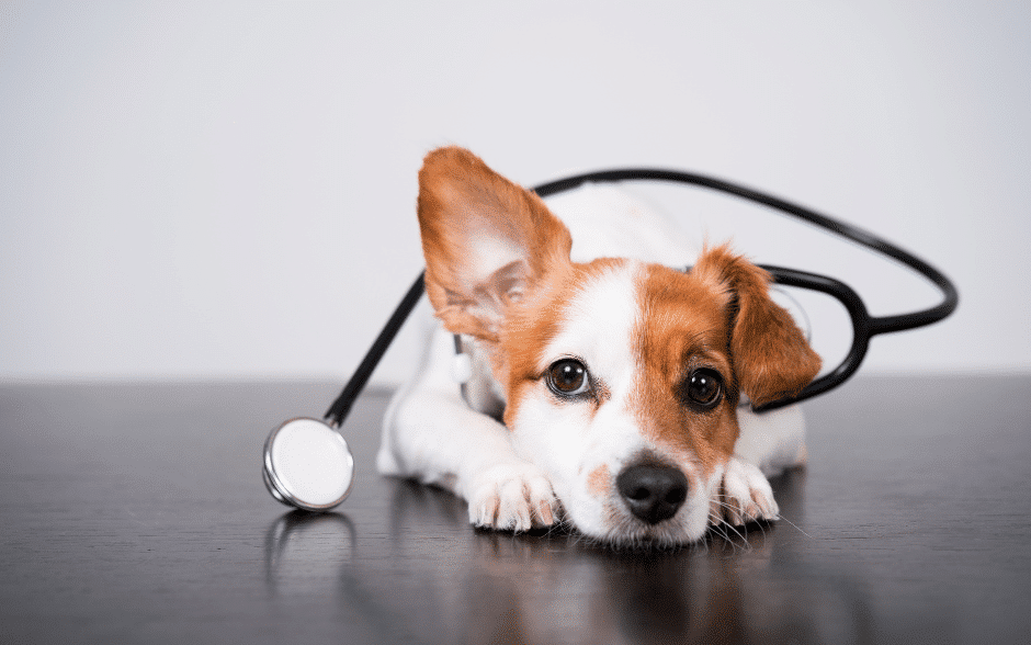 dog haircuts - dog posing with a stethoscope 