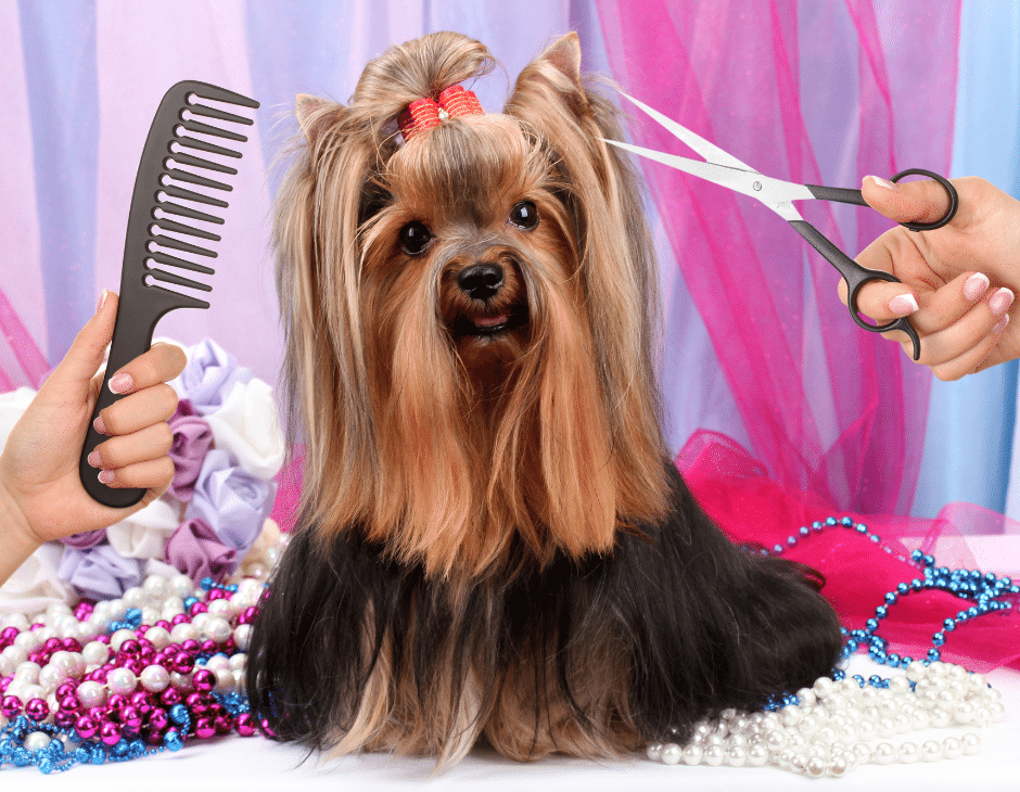 dog haircuts - a newly groomed dog showcasing it is groomed