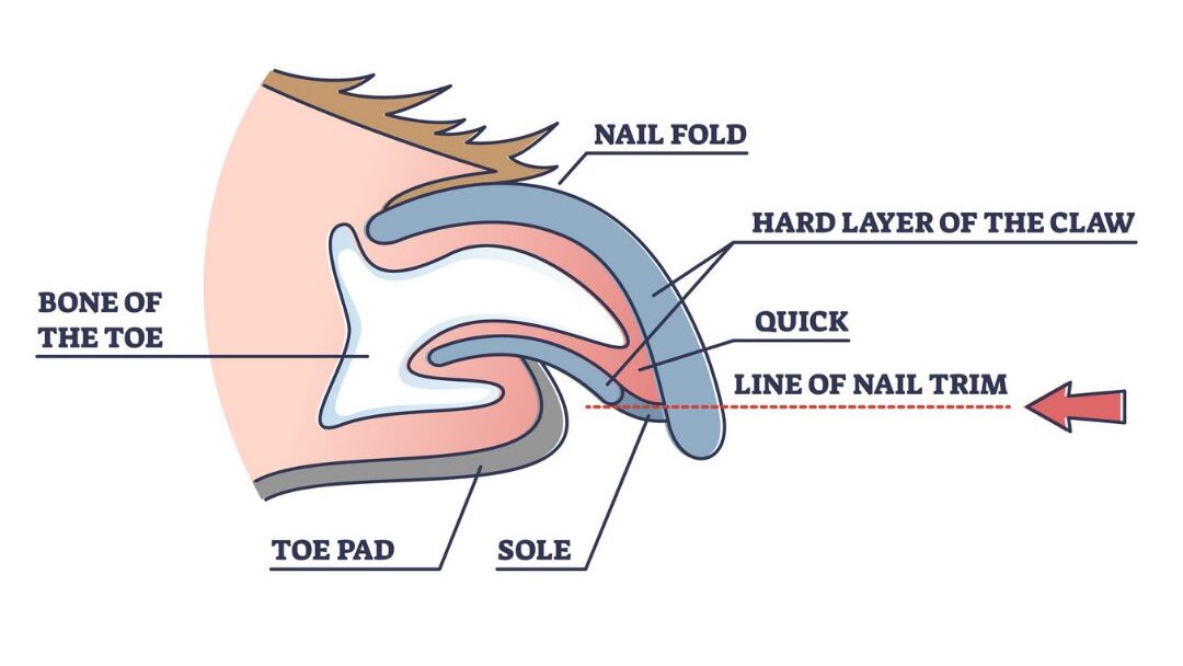 dog nail clipping - anatomy of a dog's nail