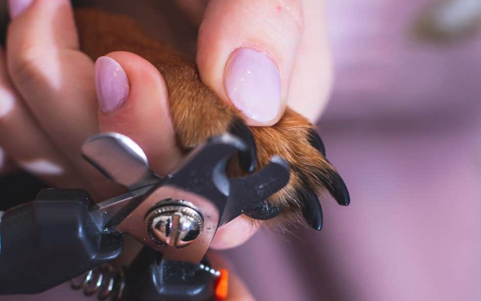 dog nail clipping - dark dog nails