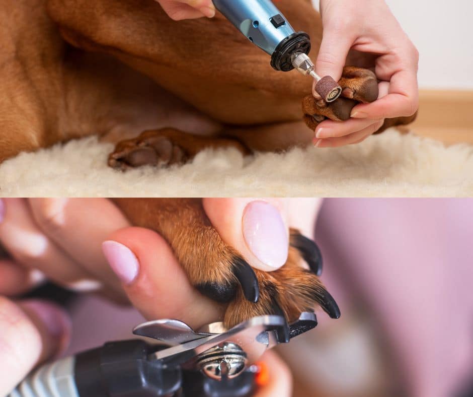dog nail clipping - grinders vs nail clippers