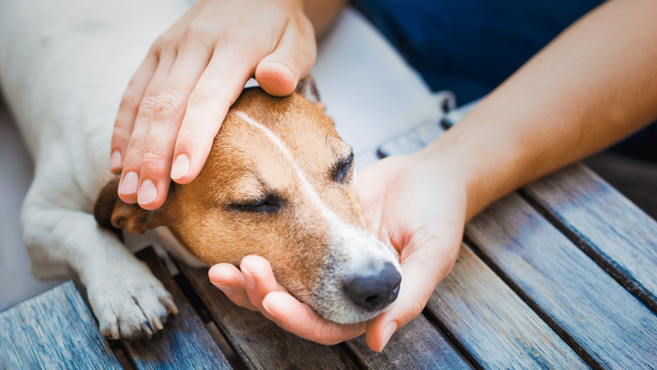 dog teeth cleaning - a dog being held by a person