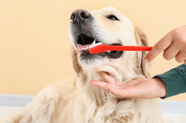 dog teeth cleaning - a golden retriever dog having its teeth cleaned