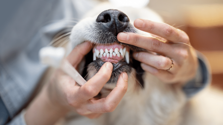 dog teeth cleaning - a human showing a dog's teeth