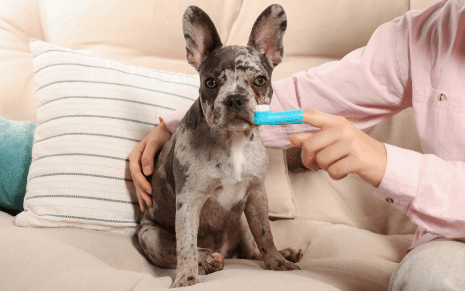 dog teeth cleaning products - a dog with a human showcasing a dog finger brush
