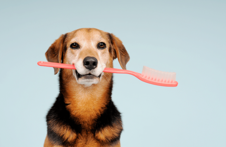dog teeth cleaning products - a dog holding a big toothbrush