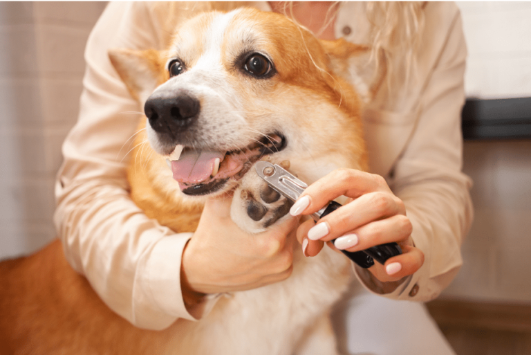 dog nail clipping - a corgi dog getting its nail trimmed