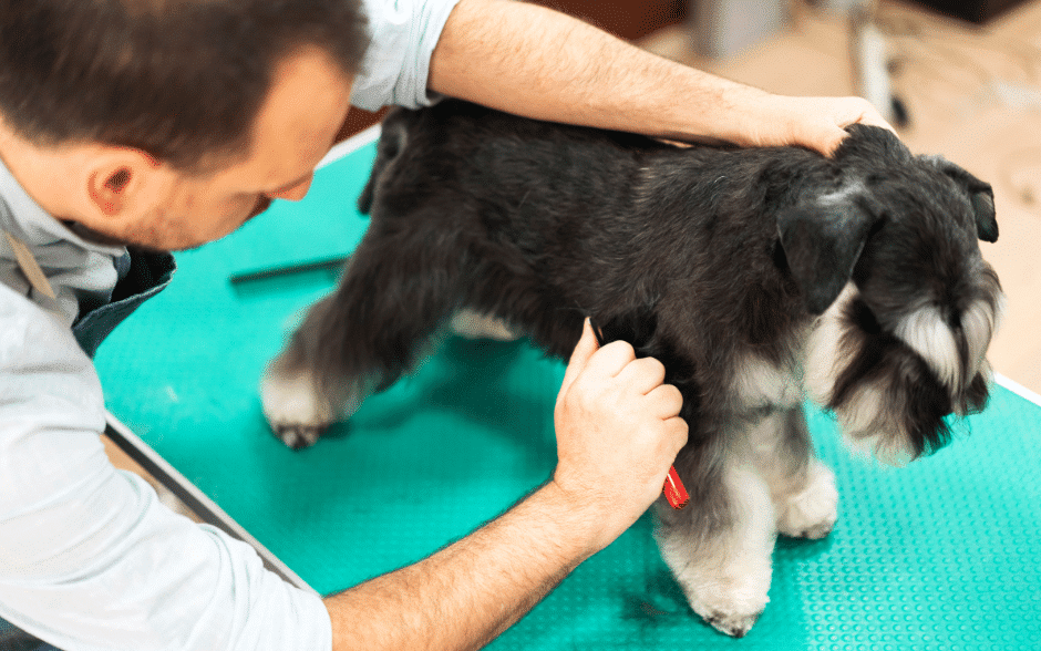 hand stripping - a groomer hand stripping a dog