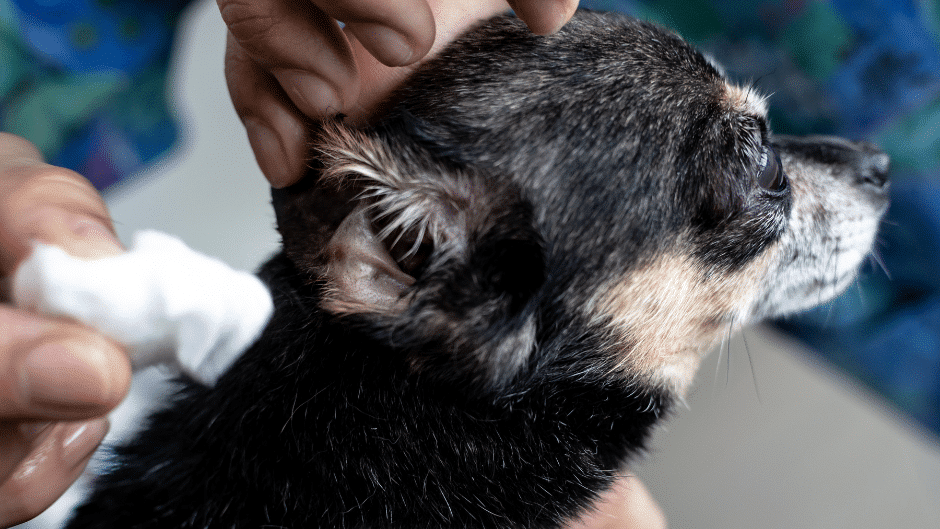 how to clean dog ears - a dog being prepared for its ear to be cleaned