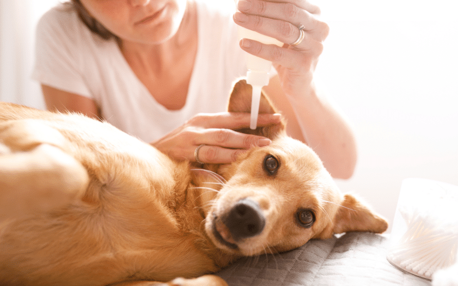how to clean dog ears - a dog having its ear cleaned with a dog ear solution