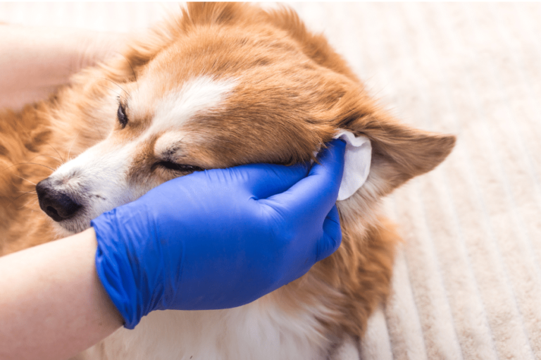 how to clean dog ears - a dog's ear being wiped with a damp cotton pad