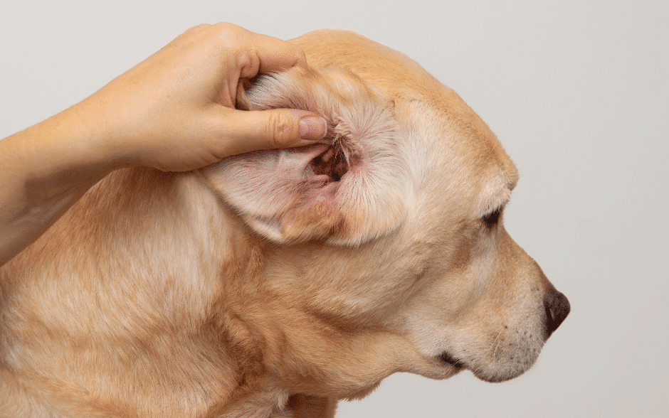 how to clean dog ears - showing a dog's ear
