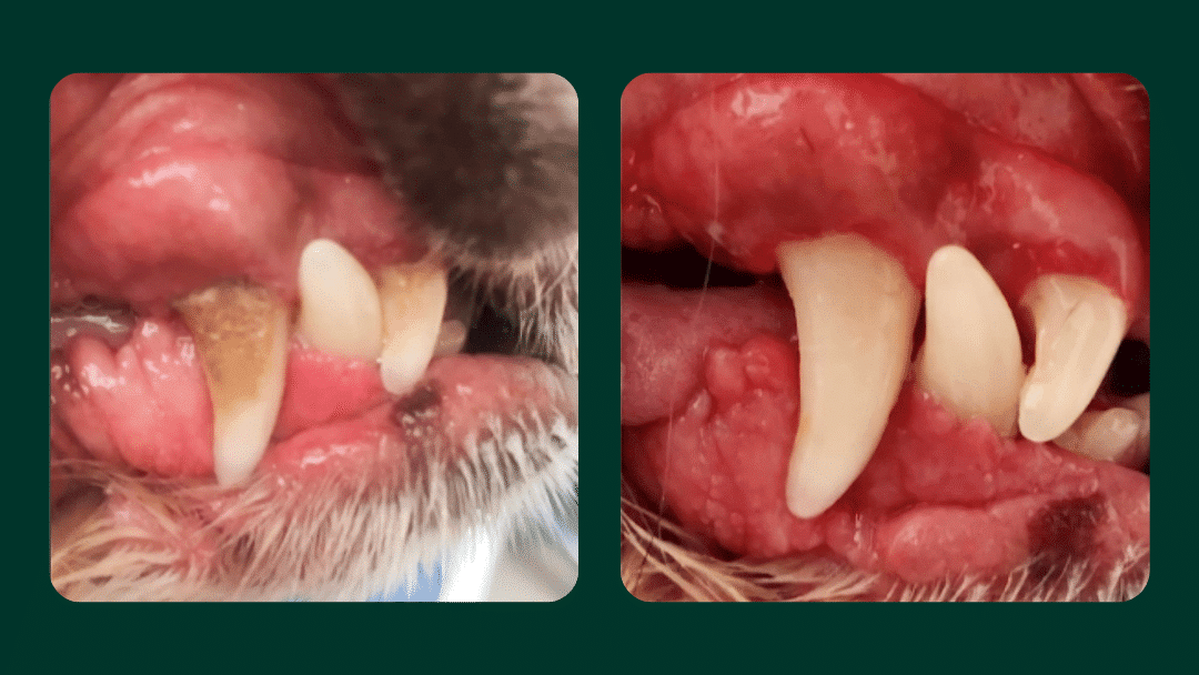 dog teeth cleaning - a before and after photo of a dog's teeth using ultrasonic teeth cleaning