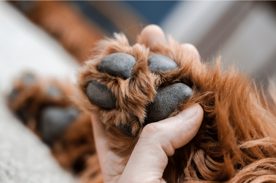 dog grooming near goldhanger - Close-up of a person's hand holding a dog's paw, showing the paw pads and fur.