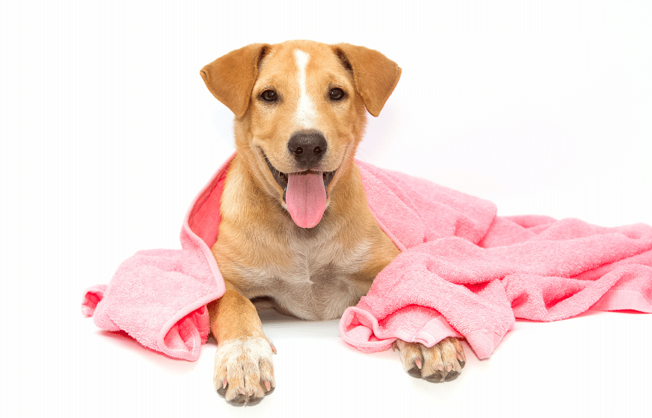 dog grooming services near cold norton - A happy dog lying on a white background, wrapped in a pink towel with its tongue out.