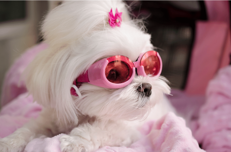 dog grooming near Goldhanger - A small white dog wearing pink sunglasses and a pink hair accessory, lying on a soft pink blanket.
