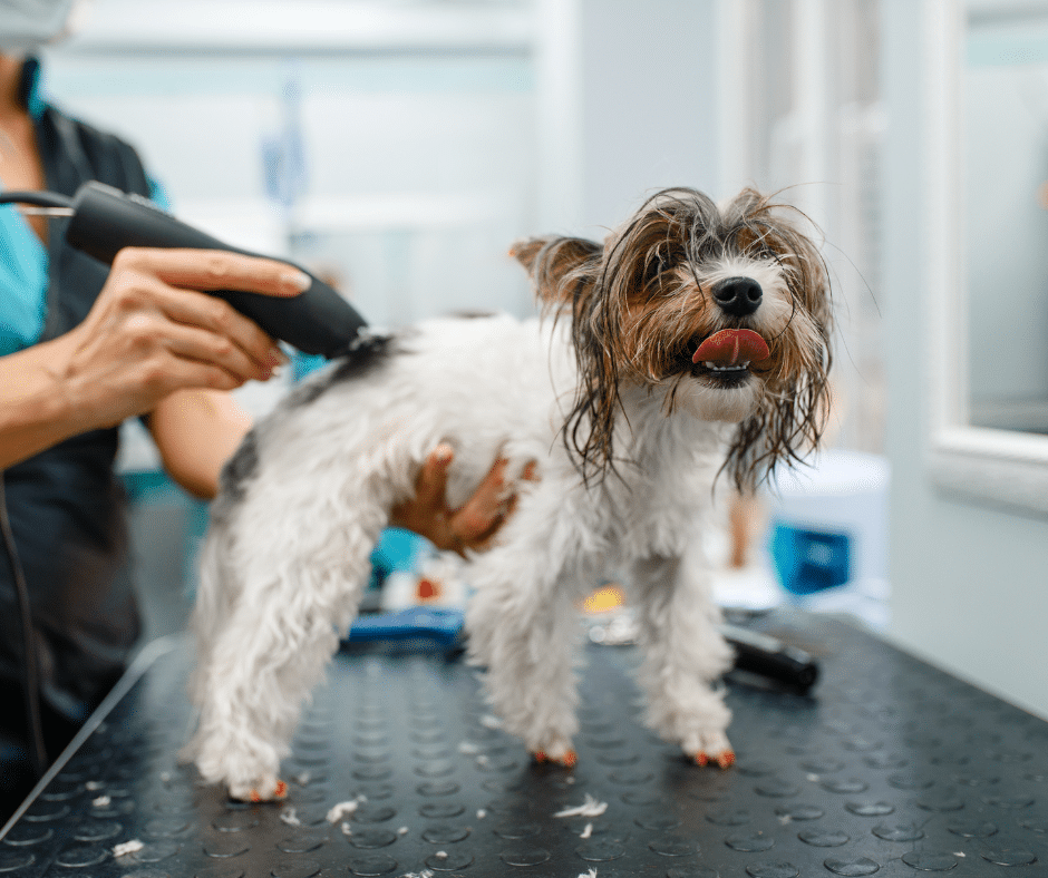 dog grooming services near cold norton - A small dog being groomed with electric clippers by a groomer, standing on a grooming table and looking content.