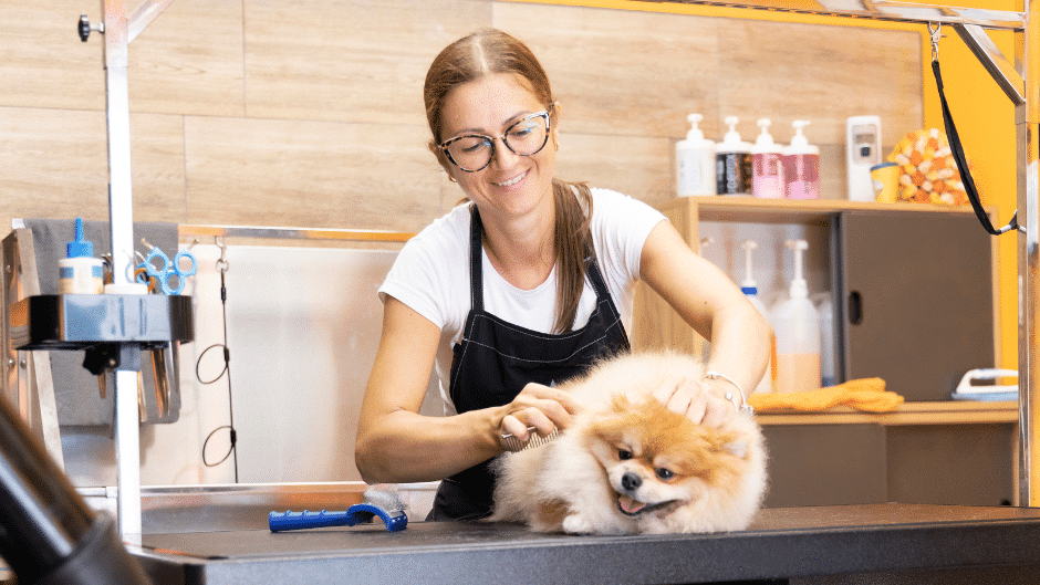 dog grooming services near bicknacre - a dog groomer combing a Pomeranian's hair