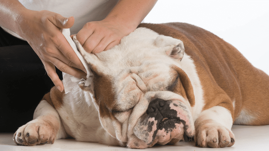 dog grooming near heybridge - Person cleaning the ears of a relaxed English Bulldog lying down on a white background.