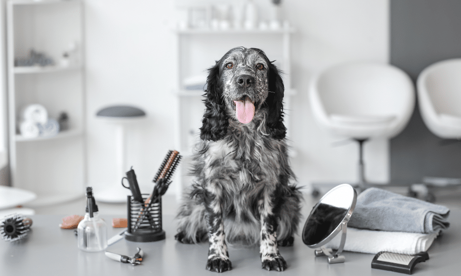 dog grooming services near danbury - A black and white dog sitting on a grooming table surrounded by grooming tools such as brushes, scissors, and a mirror in a modern grooming salon.