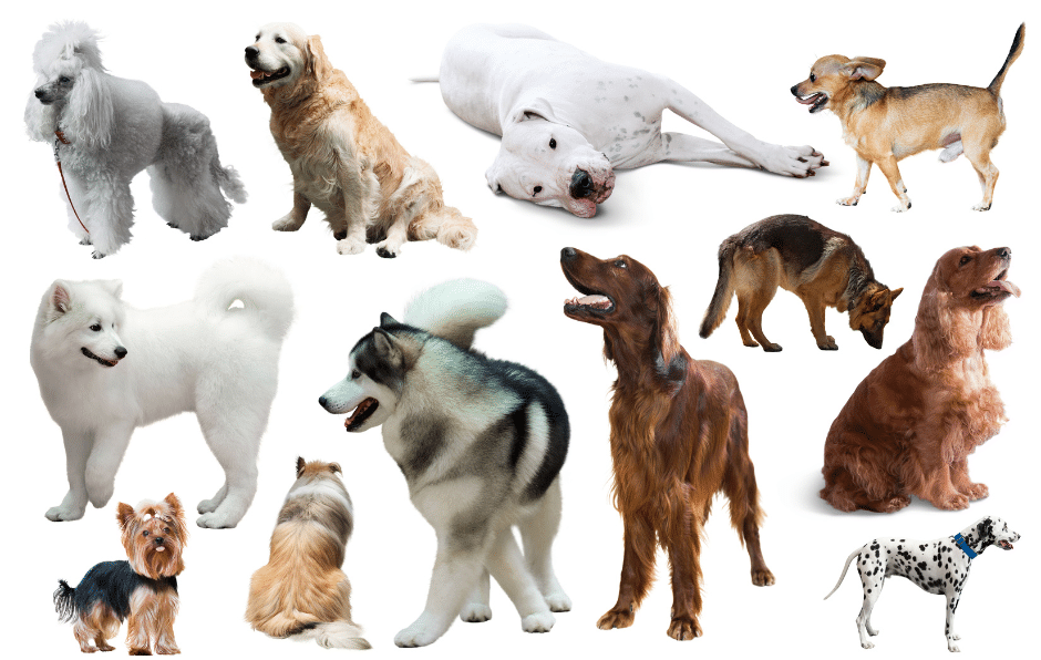 dog groomers near little baddow -A collage of various dog breeds, including a Poodle, Golden Retriever, Great Dane, Chihuahua, Samoyed, Alaskan Malamute, Yorkshire Terrier, Shih Tzu, Irish Setter, German Shepherd, Cocker Spaniel, and Dalmatian, all standing or sitting against a white background
