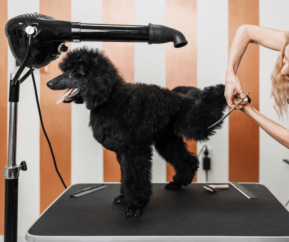 dog groomers nearby Latchingdon - A black poodle standing on a grooming table while being groomed by a groomer using scissors, with a hairdryer positioned nearby