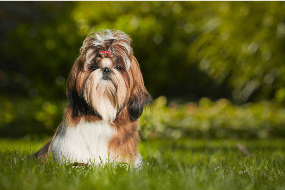 dog groomers near little baddow - A Shih Tzu with long, well-groomed fur and a pink bow on its head sitting on green grass in a garden setting.