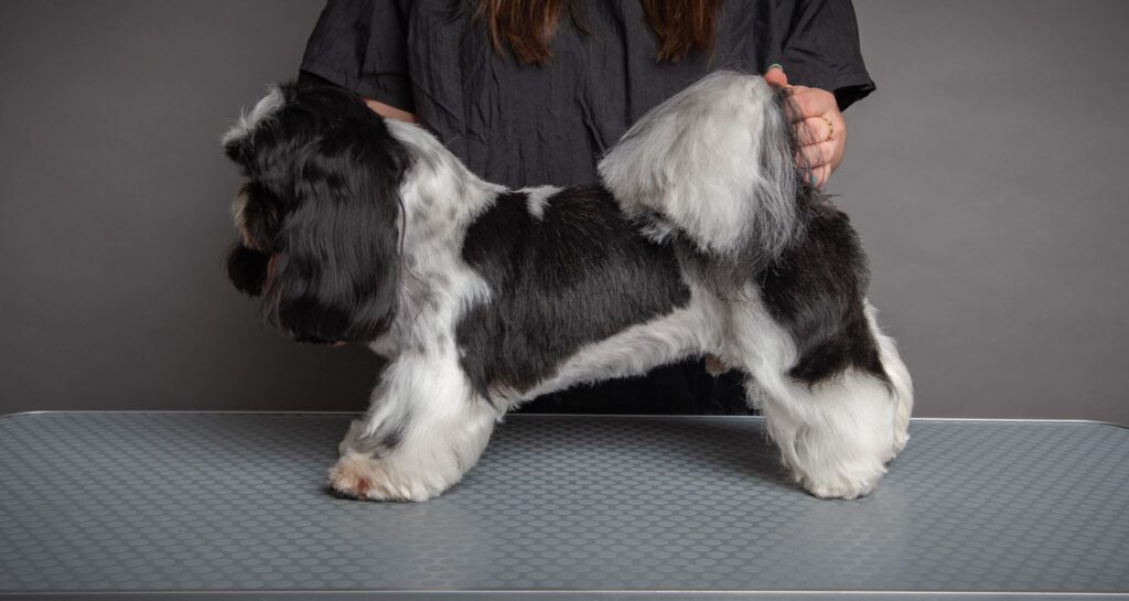 dog grooming near tiptree - A well-groomed black and white dog is standing on a grooming table. The dog has a neatly trimmed coat and is being held in position by a person wearing a black shirt, whose face is not visible. The dog's fluffy tail is raised, and the background is a plain grey.