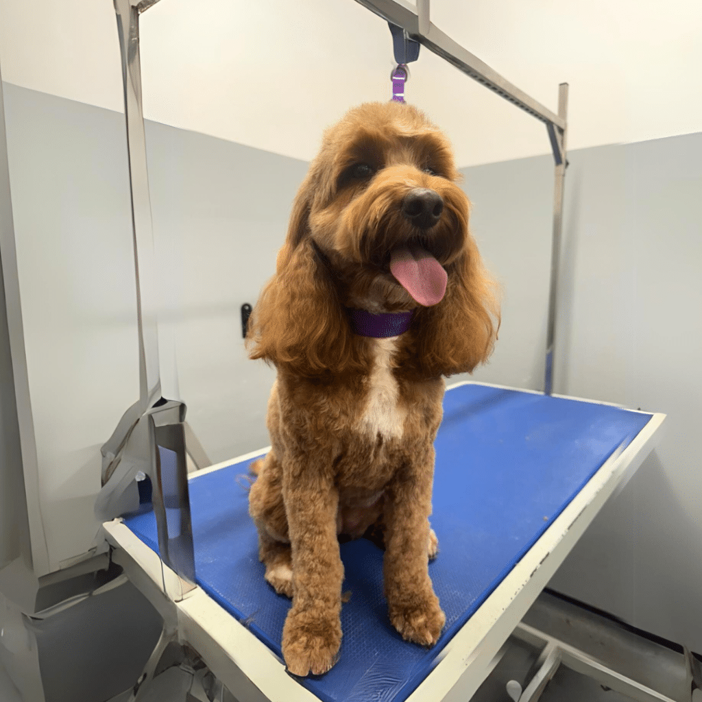 dog grooming near Burnham - A brown dog with a freshly groomed coat sits on a grooming table, wearing a purple collar and looking happy with its tongue out.