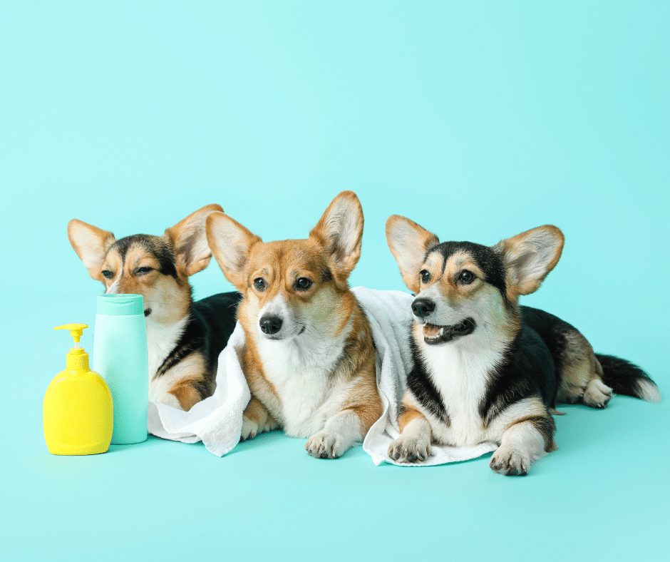 dog grooming near heybridge - three Corgi dogs sitting together on a turquoise background with two bottles of grooming products in front of them, including a yellow pump bottle and a teal shampoo bottle, while one dog is wrapped in a white towel.
