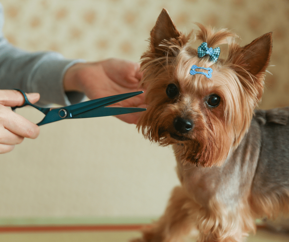 dog grooming near Burnham - A small dog with a trimmed coat and two blue bows in its hair being groomed with scissors by a person.