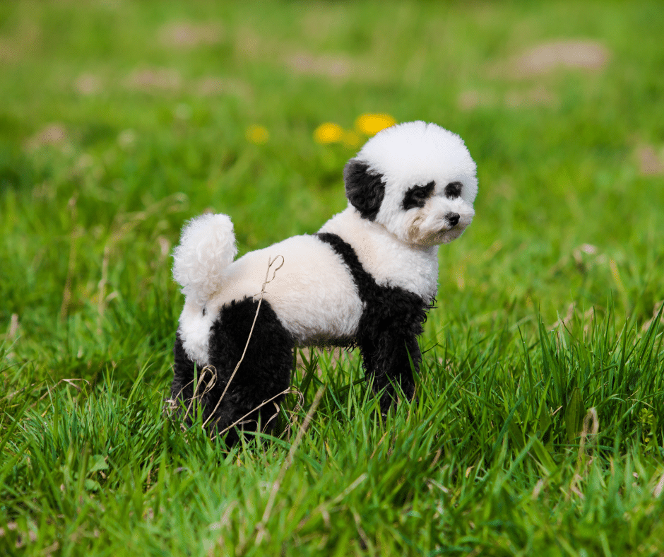 dog grooming near little baddow - A small dog with a unique panda-like grooming style, featuring black and white fur, standing on green grass outdoors.