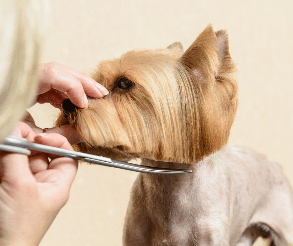 dog grooming near tiptree - a dog having its hair cut but a professional dog groomer