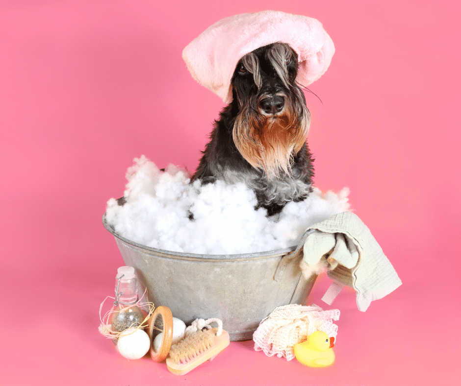 dog grooming services near bicknacre - a dog model posing for a photo while in the bathtub