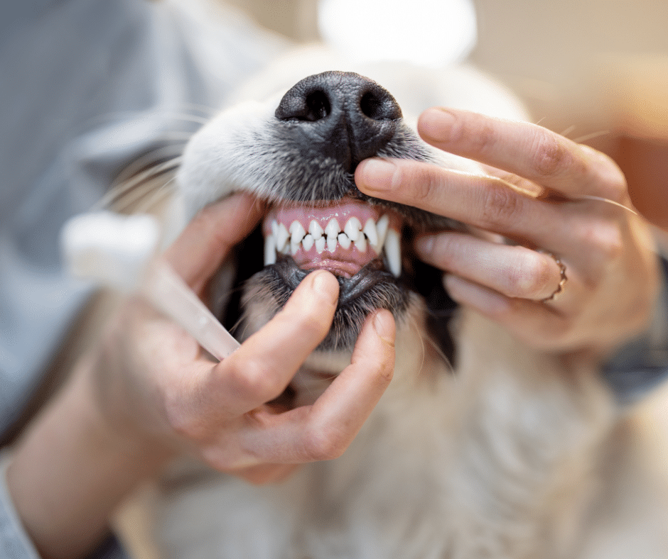 dog grooming near wickham bishops - a dog owner showcasing a dog's teeth after brushing
