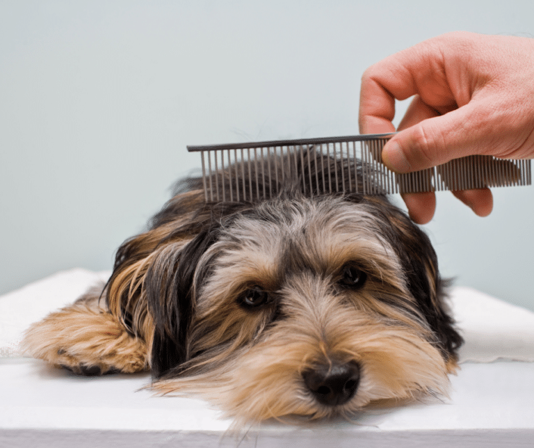 woodham mortimer dog grooming - A small dog lying down while being groomed with a comb by a person, highlighting the careful grooming process.